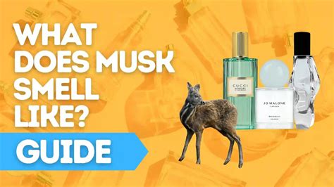 where does musk perfume come from|imagery of smell musk.